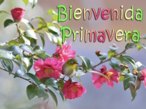 Bienvenida-Primavera